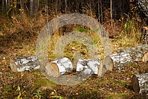 Birch Firewood or Chocks Lying on Dry Grass in Autumn Forest