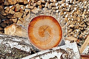 Birch firewood