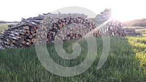 Birch firewood stack background