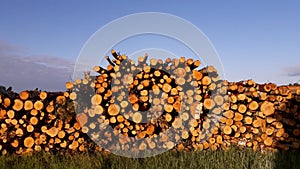 Birch firewood stack background