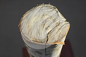 Birch firewood. Stump made of wood. Felled tree