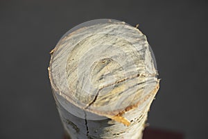 Birch firewood. Stump made of wood. Felled tree