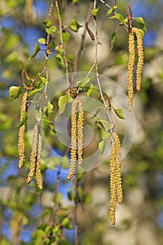 a birch flowering