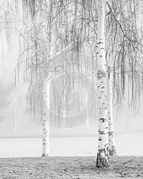 Birch Fog