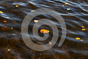 Birch foliage on the water.