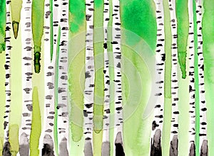 Birch forest