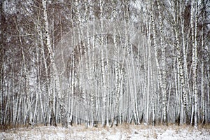 Birch forest