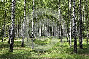 Birch forest