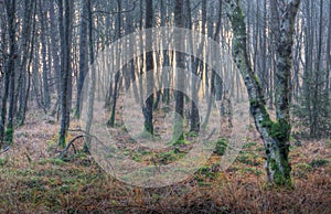 Birch forest