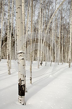 Birch forest