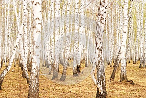 Birch forest