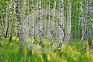 Birch forest