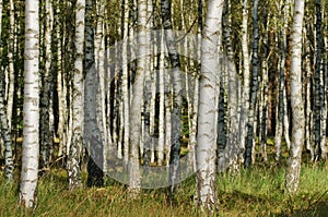 Birch forest