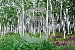 Birch forest