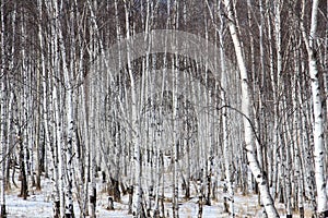 Birch forest