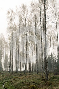 Birch forest.