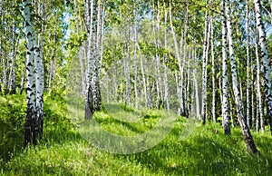 Birch forest