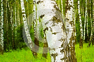 Birch Forest