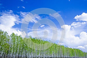 birch forest against a background of a bright blue sky at sunrise, early spring with lush greenery