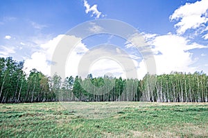 birch forest against a background of a bright blue sky at sunrise, early spring with lush greenery