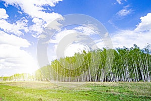 birch forest against a background of a bright blue sky at sunrise, early spring with lush greenery