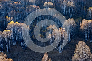 Birch forest in autumn