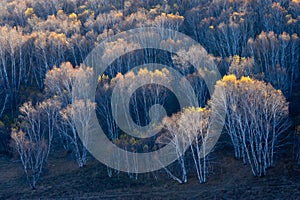 Birch forest in autumn