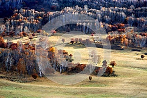 Birch forest in autumn