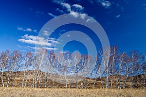 Birch forest in autumn