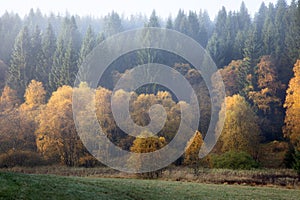 birch forest in autumn