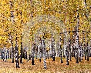 Birch forest in autumn