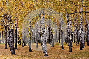 Birch forest, autumn day