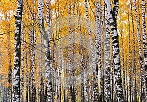 Birch forest, autumn day