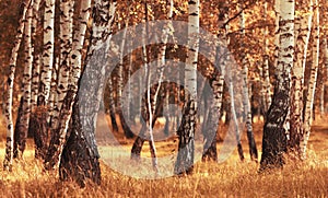 Birch forest while autumn season