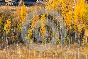 Birch forest in autumn. Yellow birch trees in autumn.