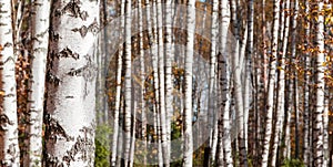 Birch forest background