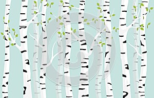 Birch forest background. Spring birch green young leaves spotty bark on tree.