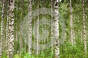 Birch forest