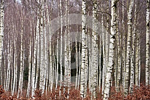 Birch forest, beautiful white slender trees