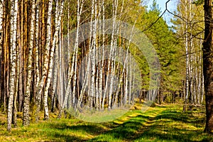 Birch forest of Biebrza river bird wildlife reserve during spring nesting period aside Carska Droga in Poland photo