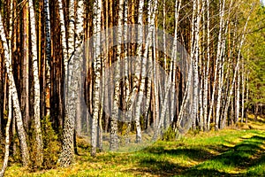 Birch forest of Biebrza river bird wildlife reserve during spring nesting period aside Carska Droga in Poland photo