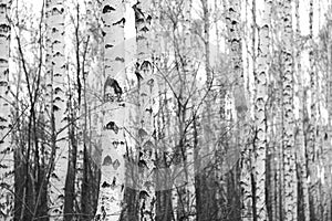 Birch forest, black-white photo