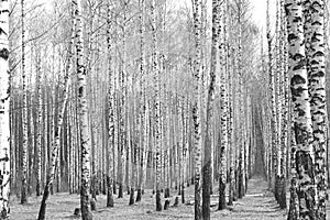 Birch forest, black and white photo