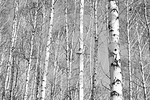 Birch forest, black-white photo