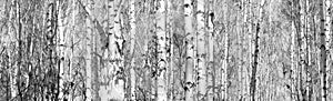 Birch forest, black-white photo