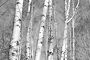 Birch forest, black-white photo