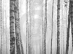 Birch forest, black-white photo