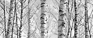 Birch forest, black-white photo, beautiful panorama