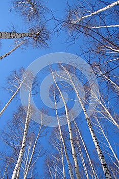 Birch forest on the blue sky