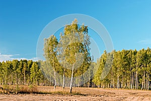 Abedul Bosque sobre el cielo azul 